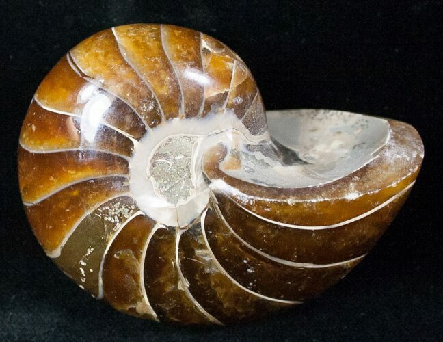 Cretaceous Nautilus Fossil - Madagascar #12845